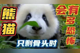 当动物只剩骨头时，会有多恐怖，熊猫骨架又是什么样子？你见过么视频封面