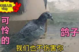 一只鸽子在窗外停留了好几个小时，看见好可怜视频封面