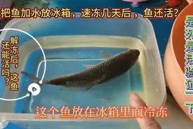 把鱼加水放冰箱速冻几天后，解冻后说是活的，我来验证一下视频封面