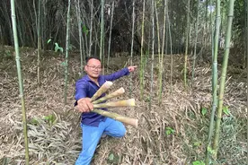 老乡种植45亩面积的竹子，不用管理也不施肥，一个月能赚5万元视频封面