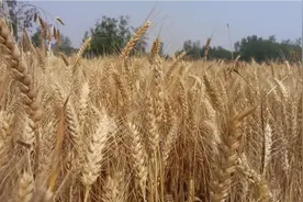 山东济宁夏季小麦抢收，明后天有雨！视频封面