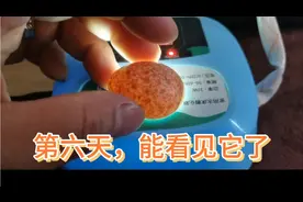 今天是孵化喜鹊蛋的第六天，总于能看见它动了，好开心激动啊……