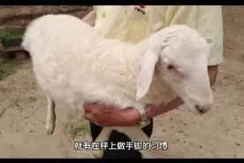 羊贩子惯用的这3个伎俩，很多人还不知道，讲出来让大家引以为戒视频封面