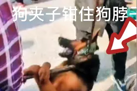 狗夹子钳住狗脖子，狗狗垂死挣扎，现场好残忍视频封面
