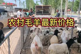 山东毛羊大幅降价，一只30斤小羊值多少钱？一起来看一看视频封面