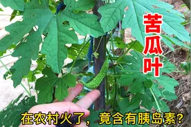 夏季，农村苦瓜叶火了，到底有啥神奇妙用，看完很受益！视频封面