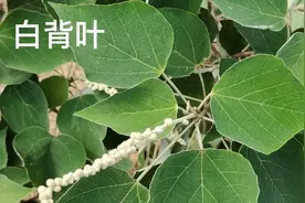 白背叶，它的根部是很好的药材，见到别错过，用来煲汤好处真多视频封面