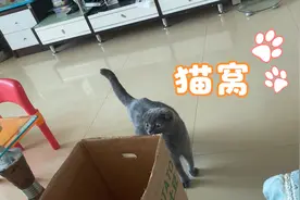 家里的蓝猫又要生宝宝了，妈妈给猫咪做个舒服的猫窝