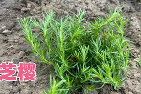 芝樱是很耐寒的地被植物，北方庭院种一排，期待长成一片花毯视频封面