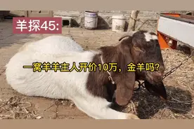羊探45:一窝波尔山羊羊主人开价10万，金羊吗？视频封面