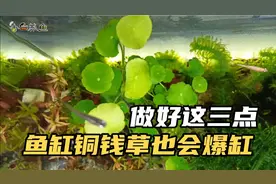 铜钱草放鱼缸水下种植实测，做好这三点，鱼缸里的铜钱草会疯长视频封面