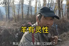 羊有灵性懂人语，放羊故事一个接一个，羊丢了自己半夜跑回来视频封面