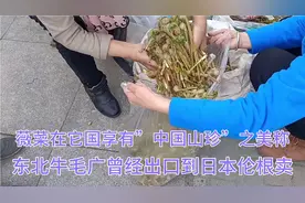薇菜也叫牛毛广曾经出口日本伦根卖，在它国享有“中国山珍”美称