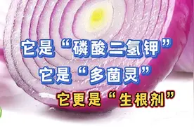 花卉绿植缺肥少药不要慌，洋葱帮忙真厉害！视频封面