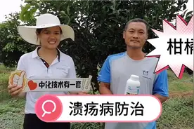 柑橘溃疡病严重，这位果农用辉润（3%噻霉酮ME），现在满意不得了