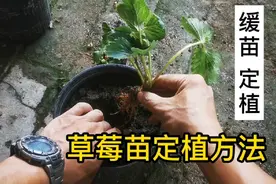 草莓苗定植方法，网购草莓苗缓苗定植方法分享视频封面