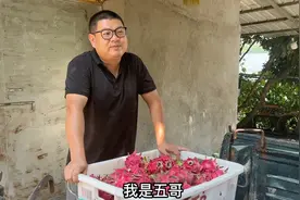 伍哥教大家分辩有虫的火龙果，不是在摘果就是在卖果，人太累