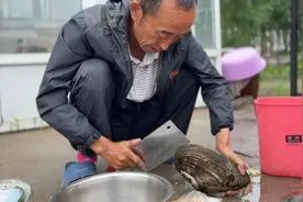 10块钱买6个大蛤蜊，让波叔做蛤蜊炒韭菜，味道鲜美还下酒