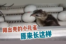 不是所有动物都小时候最可爱好看，刚出壳的小孔雀真心有点丑。视频封面