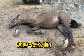 马驹子老是打滚，要不就躺着，咋回事？赶紧给它看看啥情况