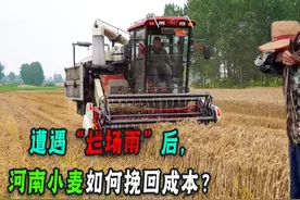 河南小麦遭遇烂场雨！小麦发芽该如何处理？听听农民兄弟怎么说！视频封面