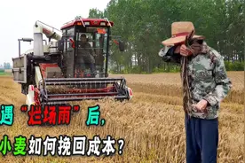 河南小麦遭遇烂场雨！小麦发芽该如何处理？听听农民兄弟怎么说！视频封面