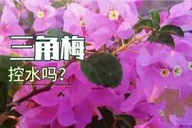 三角梅开花到底要不要控水？不控水能不能开花？答案在这里。视频封面