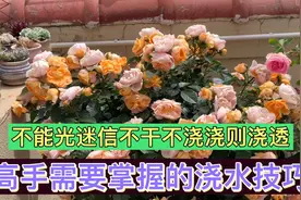 要成为月季高手，这些浇水技巧必须要知道视频封面
