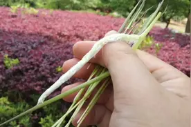 茅草(又名:毛针或甜甜根)，农村人的零食，洁白花穗，散发着清香