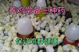 不管养什么鸡，常备这三种药，轻松养好鸡，收益翻倍视频封面