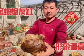 老李用黄荆疙瘩随形而作烟灰缸，形似一只黄金大金蟾，这造型绝了视频封面