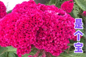 “花中之禽”鸡冠花煮水，想不到有这么多神奇的妙用？值得收藏