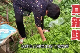 让人羡慕的农村田园生活，院里种满瓜果蔬菜，随吃随摘真新鲜啊视频封面