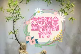 六中适合室内养的竹子视频封面