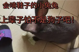 鞋子被小兔子咬都跟狗啃似的视频封面