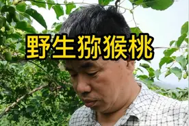野生圆枣子，真正的水果之王，大叔带你去看看