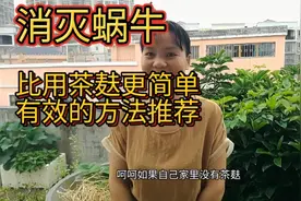 彻底消灭蜗牛，比用茶麸更简单更有效的方法推荐。我也是刚知道。