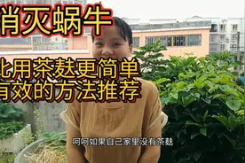 彻底消灭蜗牛，比用茶麸更简单更有效的方法推荐。我也是刚知道。视频封面