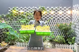 几十块钱一斤的花生芽，教你在家发，清脆爽口无添加视频封面
