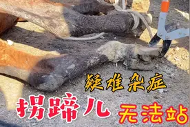 蹄子拐了站立困难走路更费劲，修蹄只能躺地解决，可怜马快点好吧视频封面