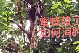 被蜜蜂蛰了怎样消肿，记住以下6种方法可以缓解疼痛视频封面