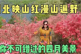 美炸了！湖北漫山遍野映山红盛开，不可错过的武汉后花园四月美景视频封面