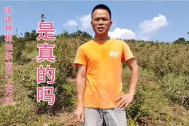 听说山茶油亩产上万块，大叔丢掉出租车回乡搞种植，五年后赚了吗视频封面