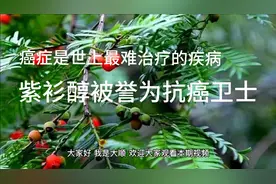 红豆杉的提取物紫衫醇，被誉为治疗癌症最后的防线，还有什么用？视频封面