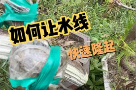 柏树水线如何快速隆起，有什么技术要点，今天谈一下个人经验