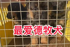 德牧十一连胜冠军保罗的孩子，德牧幼犬有喜欢的吗？视频封面