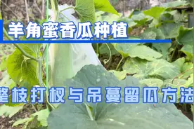 羊角蜜香瓜甜瓜种植方法，如何整枝打杈与吊蔓种植，简单易操作。
