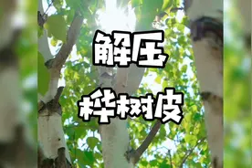 这个桦树皮撕的我好解压！视频封面