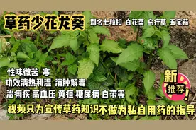 草药少花龙葵，功用清热利湿，消肿解毒，治高血压，糖尿病。