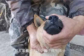 老三半个月前从深山里捡回来的流浪狗，没想到是捡到了一个宝视频封面